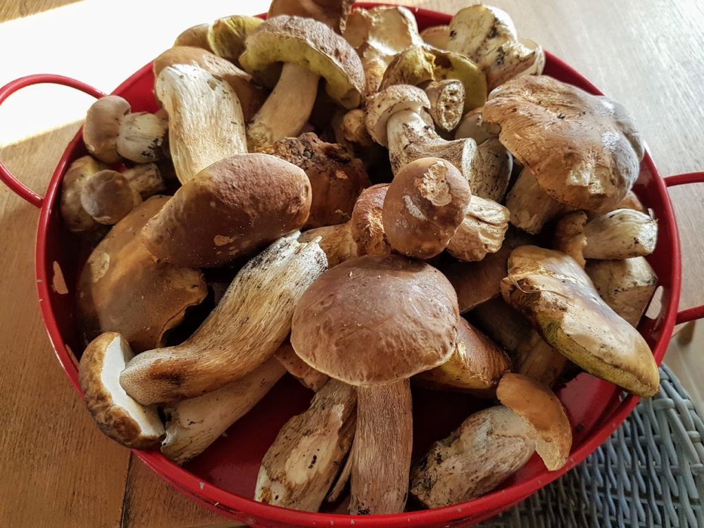 Cèpesbolet conservation, stérilisation, dessiccation Ça a Leyre bon