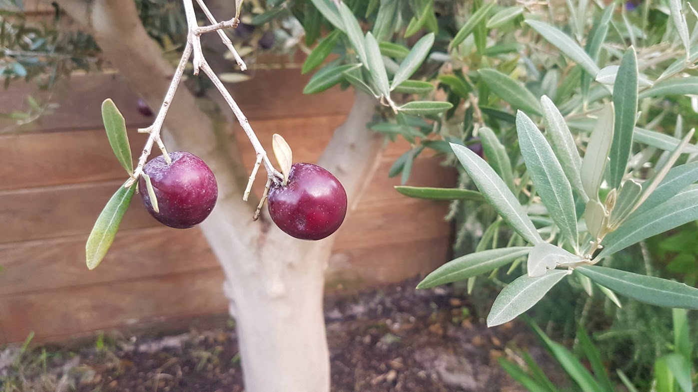Comment conserver des olives fraîches, dans la saumure Ça a Leyre bon